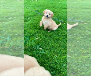 Golden Retriever Puppy for sale in EAST CONCORD, NY, USA