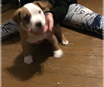 Small Photo #5 American Bully Puppy For Sale in GRIFFIN, GA, USA