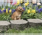 Small #3 Cavapoo (Miniature)