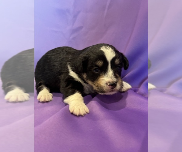 Medium Photo #9 Corgipoo Puppy For Sale in LONGMONT, CO, USA
