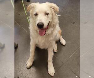 Anatolian Pyrenees Dogs for adoption in Santa Cruz, CA, USA
