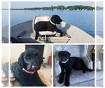 Small Photo #1 Goldendoodle-Unknown Mix Puppy For Sale in GARDEN CITY, MI, USA