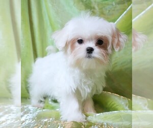 Maltese Puppy for sale in ROCK VALLEY, IA, USA