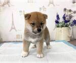 Small Photo #3 Shiba Inu Puppy For Sale in MONTEREY PARK, CA, USA
