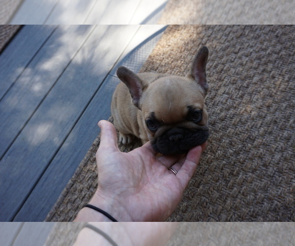 Medium Photo #2 French Bulldog Puppy For Sale in LOUISVILLE, CO, USA