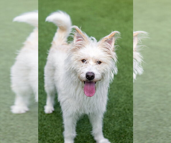 Medium Photo #4 Irish Terrier-Unknown Mix Puppy For Sale in Hilton Head, SC, USA