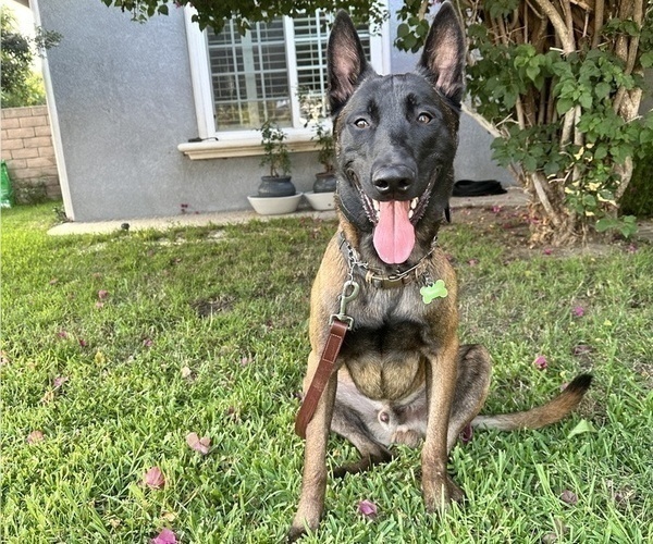 Medium Photo #1 Belgian Malinois Puppy For Sale in LOS ANGELES, CA, USA