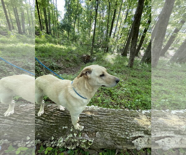 Medium Photo #6 Mutt Puppy For Sale in Rockaway, NJ, USA