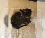 Small #8 Mutt