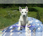 Small #4 German Shepherd Dog