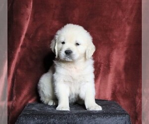 English Cream Golden Retriever Puppy for sale in FREDERICKSBG, OH, USA