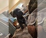 Small Photo #8 Cane Corso Puppy For Sale in MEDARYVILLE, IN, USA