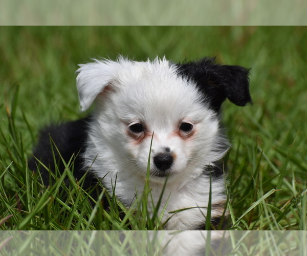 Medium Photo #7 Miniature Australian Shepherd Puppy For Sale in PALM COAST, FL, USA