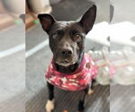 Small #2 American Pit Bull Terrier