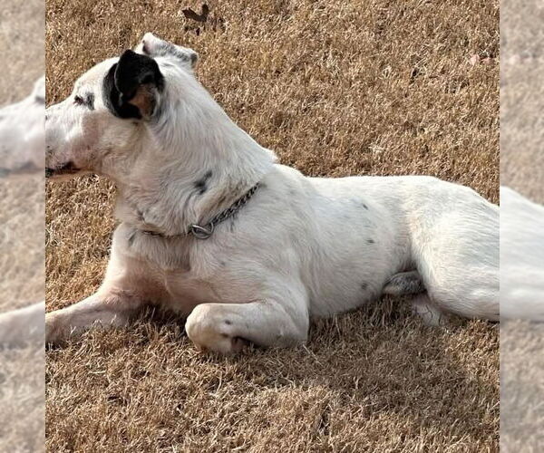 Medium Photo #4 Border Collie-Unknown Mix Puppy For Sale in Alexander, AR, USA