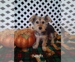 Image preview for Ad Listing. Nickname: Litter of 5