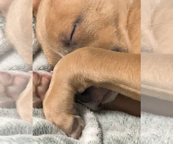 Medium Photo #2 Mutt Puppy For Sale in New London, WI, USA