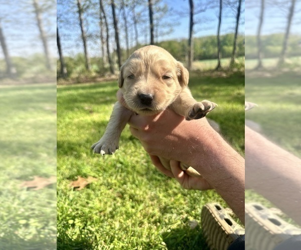 Medium Photo #26 Golden Retriever Puppy For Sale in CONCORD, VA, USA