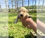 Small Photo #26 Golden Retriever Puppy For Sale in CONCORD, VA, USA