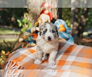 Australian Shepherd Puppy for sale in LILBURN, GA, USA