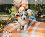 Small Photo #1 Australian Shepherd Puppy For Sale in LILBURN, GA, USA