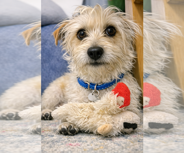 Medium Photo #3 Mal-Shi Puppy For Sale in San Francisco, CA, USA