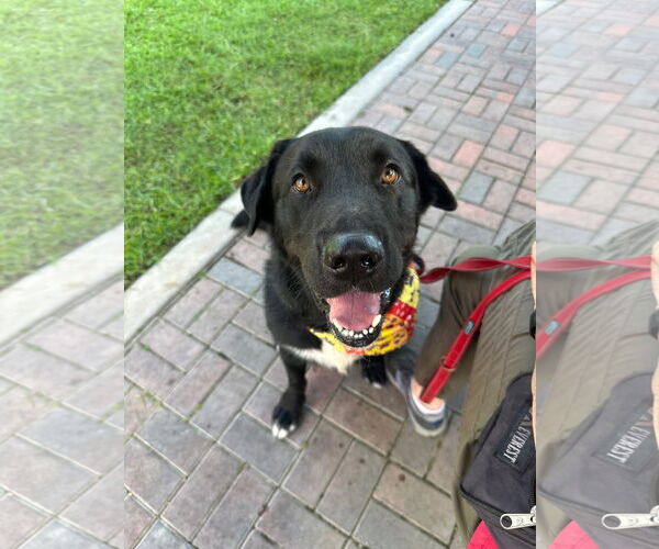 Medium Photo #2 Labrador Retriever-Unknown Mix Puppy For Sale in San Diego, CA, USA
