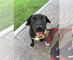 Small #1 Labrador Retriever Mix