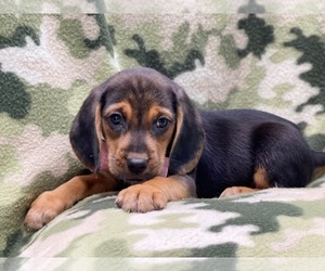 Beagle Puppy for sale in LAKELAND, FL, USA
