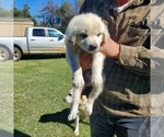 Small Photo #4 Great Pyrenees Puppy For Sale in AGRA, OK, USA