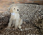 Puppy Snow Goldendoodle