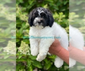 ShihPoo Dog for Adoption in LOUDONVILLE, Ohio USA