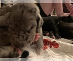 Small Photo #30 Great Dane Puppy For Sale in MARICOPA, AZ, USA