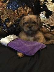Shorkie Tzu Puppy for sale in PEARLAND, TX, USA