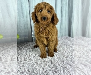 Goldendoodle (Miniature) Puppy for sale in GREENWOOD, IN, USA