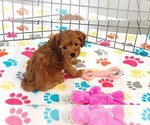 Small #1 Cavapoo (Miniature)-Poodle (Toy) Mix