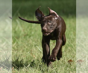 Chocolate Labrador retriever-Pointer Mix Dogs for adoption in Mechanicsburg, PA, USA