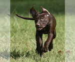 Friska - Female Chocolate Labrador retriever-Pointer Mix Dog for Adoption - Small photo