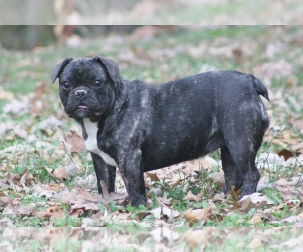Medium Photo #8 French Bulldog Puppy For Sale in GRAVETTE, AR, USA