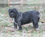 Small Photo #8 French Bulldog Puppy For Sale in GRAVETTE, AR, USA