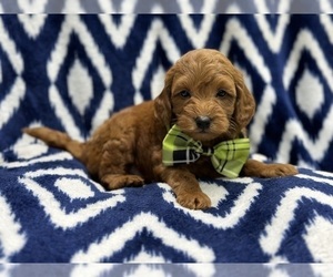 Goldendoodle (Miniature) Puppy for sale in LAKELAND, FL, USA