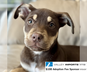 Siberian Husky-Unknown Mix Dogs for adoption in Fargo, ND, USA