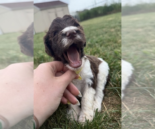 Medium Photo #48 Goldendoodle Puppy For Sale in HOWARD CITY, MI, USA