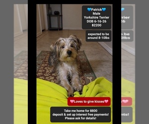 Yorkshire Terrier Puppy for sale in TUCSON, AZ, USA