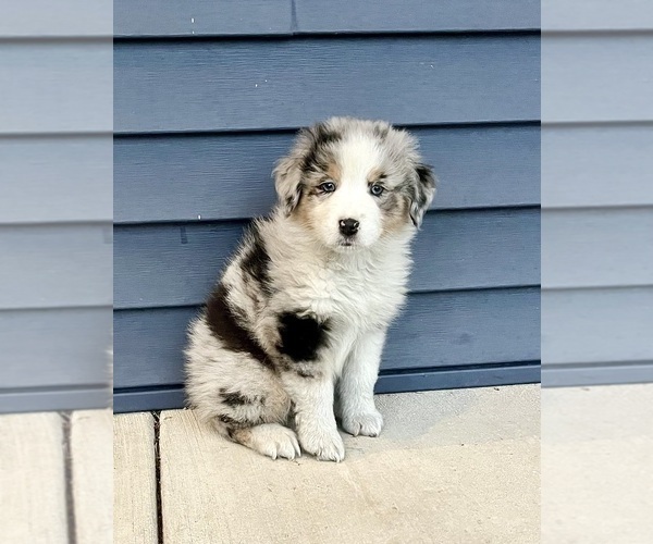 Medium Photo #5 Australian Shepherd Puppy For Sale in LODA, IL, USA