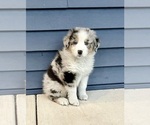 Small #4 Australian Shepherd