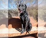 Small Photo #4 Labrador Retriever-Unknown Mix Puppy For Sale in Albuquerque, NM, USA