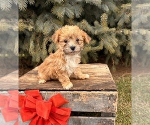 Morkie Puppy for sale in MIDDLEBURY, IN, USA