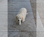 Small Photo #6 Golden Pyrenees Puppy For Sale in WELLINGTON, CO, USA