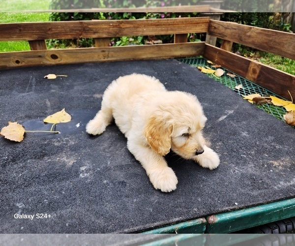 Medium Photo #2 Goldendoodle Puppy For Sale in LEON, KS, USA